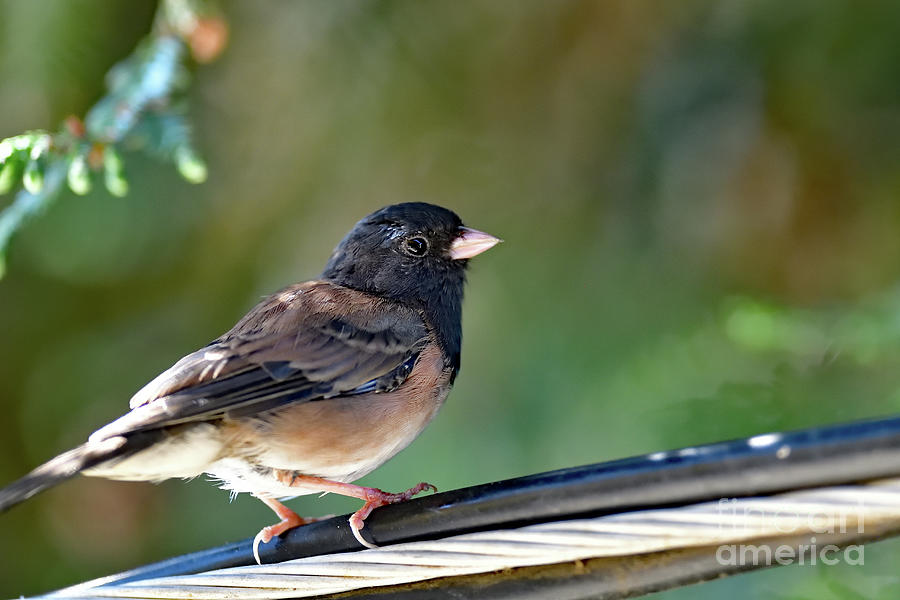 Dark Eyed Junco Photograph by Amazing Action Photo Video