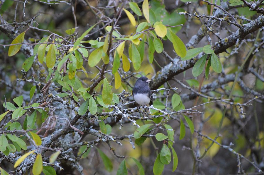 Dark Eyed Junco Bird in Green Leaf Tree Photograph by Gaby Ethington