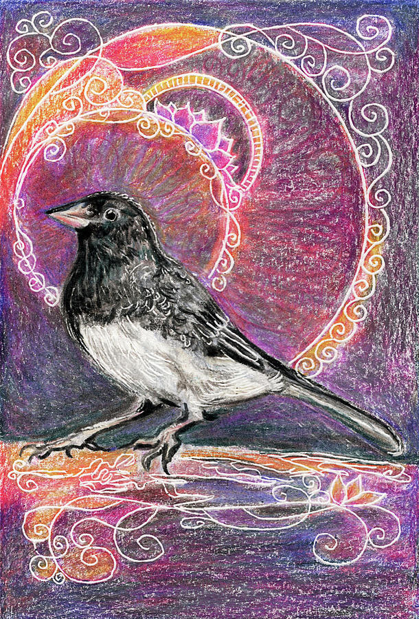Dark-eyed Junco Bird Drawing