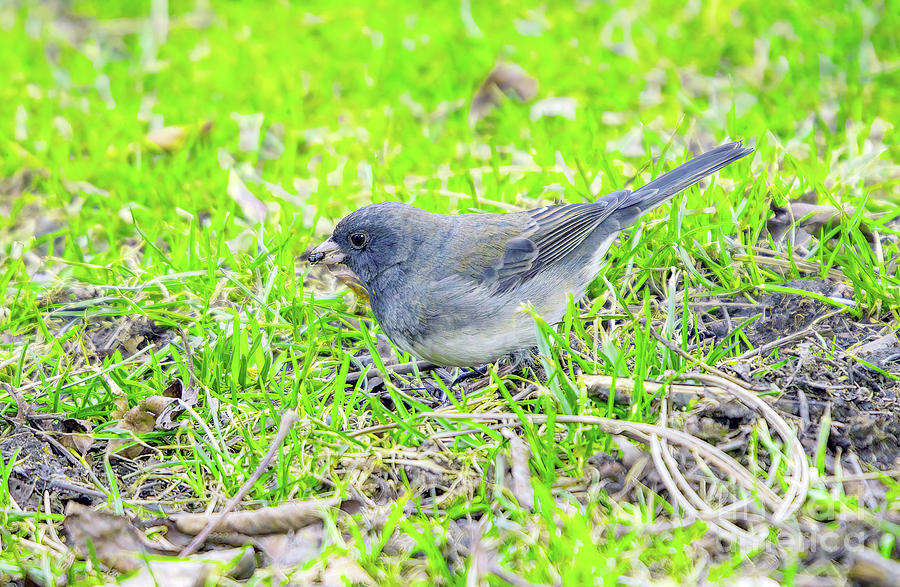Dark-eyed Junco Catches Insect Photograph by Charline Xia