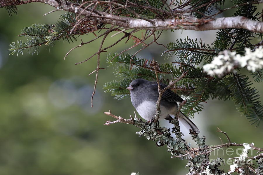 Dark-eyed Junco Photograph By Daniel Wagner - Fine Art America