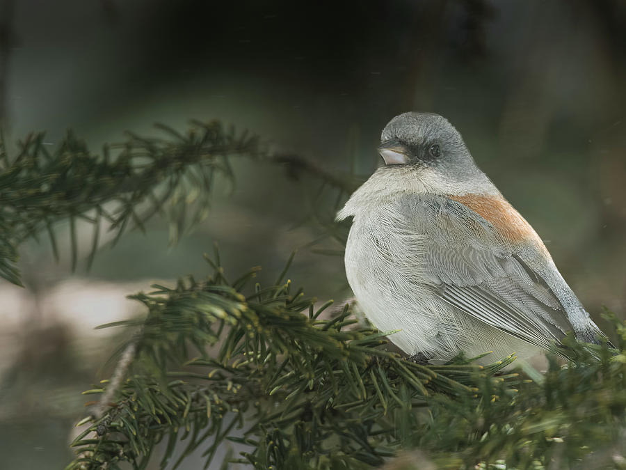 Dark-Eyed Junco In Spruce Tree Photograph by Jim Wilce