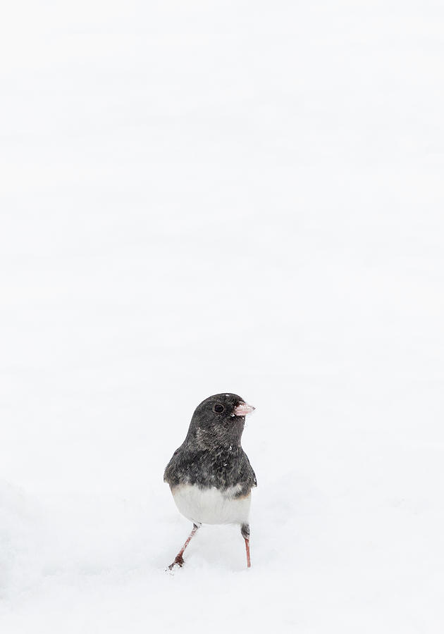 Dark Eyed Junco in the Snow Photograph by Deborah Penland