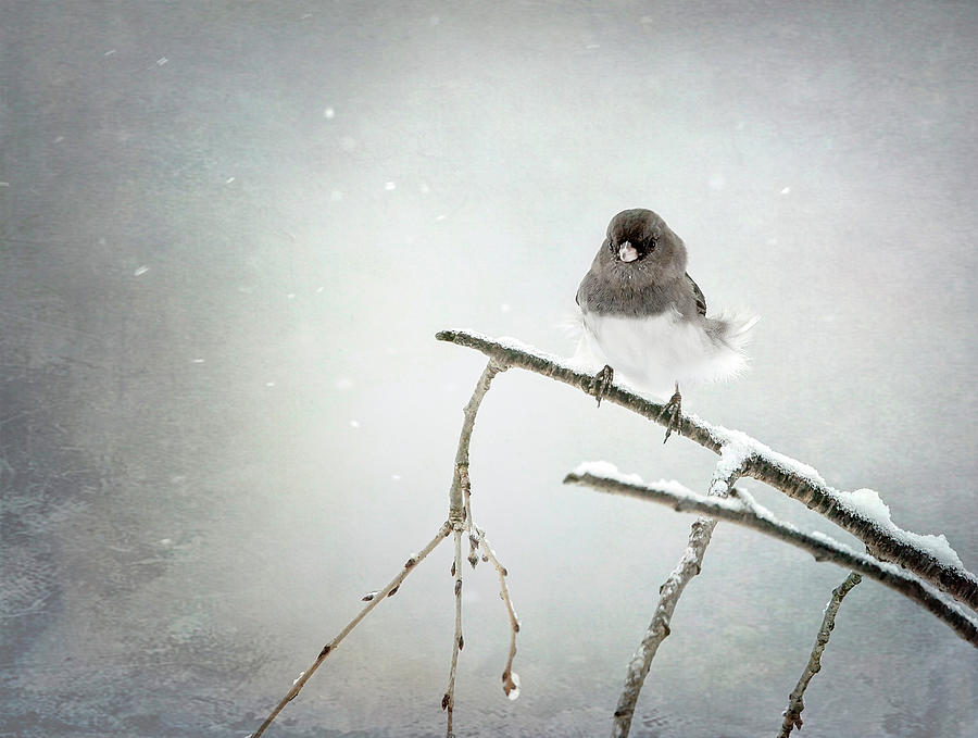 Dark Eyed Junco in Winter Photograph by Deborah Penland