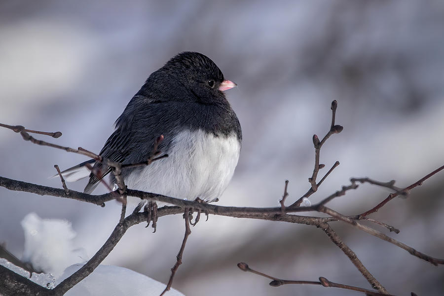 Dark Eyed Junco Photograph by Ira Marcus - Fine Art America