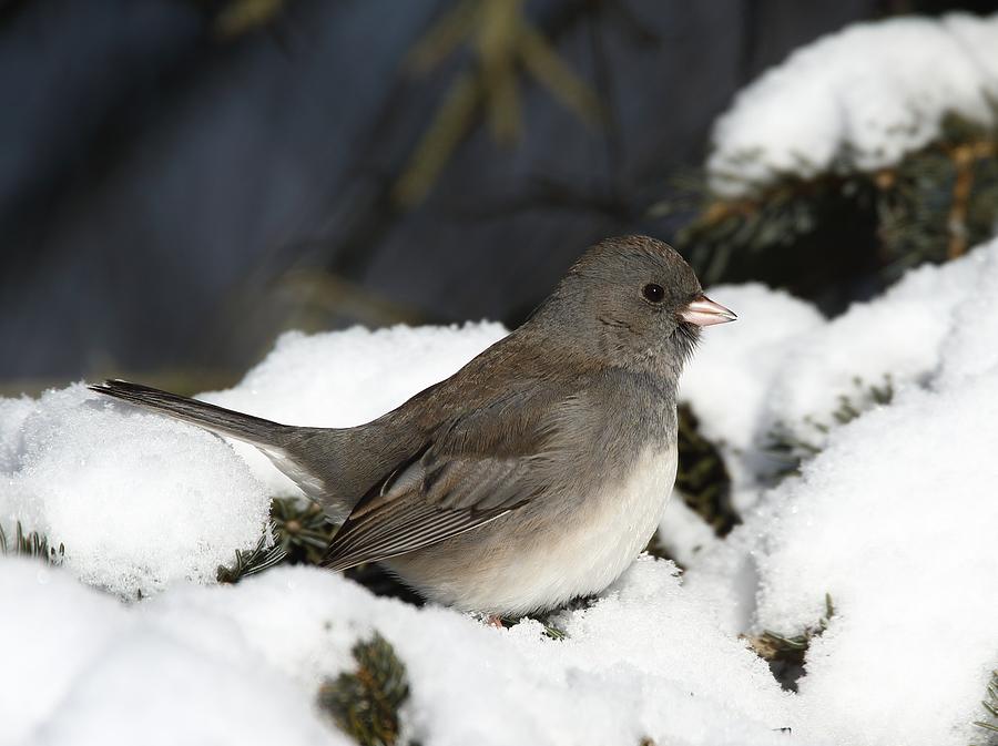 Dark-eyed Junco Photograph by Jacob Dingel - Fine Art America