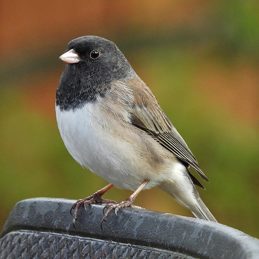 Dark-eyed Junco Photograph By Lindy Pollard - Fine Art America