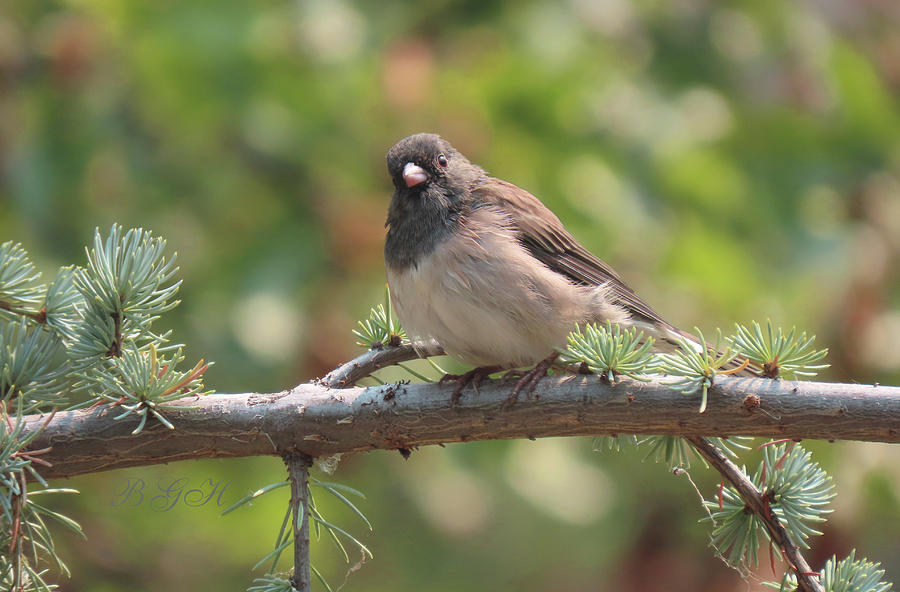 Dark Eyed Junco on a Limb - Avian Art - Small Birds of Southern OR - Scenic Nature Photograph by Brooks Garten Hauschild