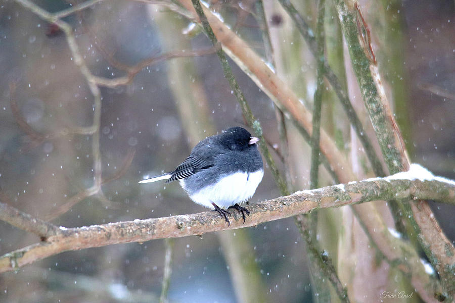 Dark-eyed Junco on a Winter Day Photograph by Trina Ansel