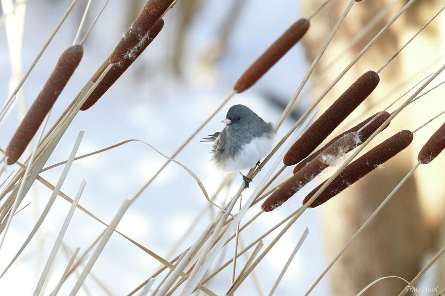 Dark-eyed Junco on Cattails  Photograph by Trina Ansel