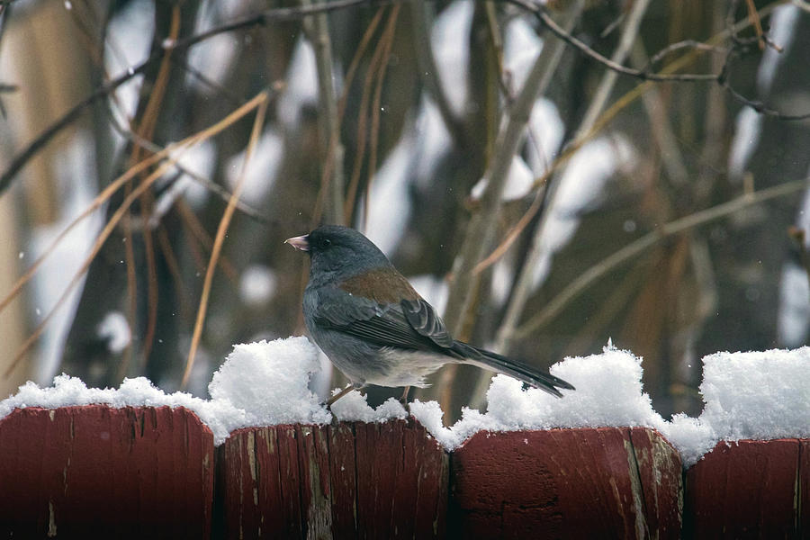 Dark Eyed Junco on Fence Photograph by Laura Putman