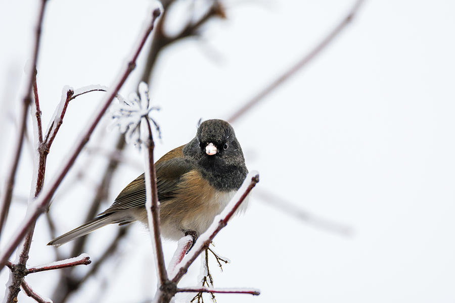 Bird Photograph - Dark-eyed Junco on Snowy Branches by Debra Martz