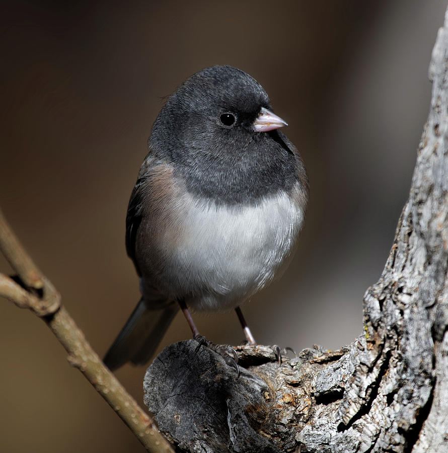 Dark-eyed junco - Oregon Photograph by Selena Ross - Pixels