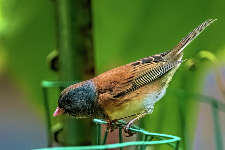 Dark-eyed Junco Pink-sided Male Photograph by Timothy Anable