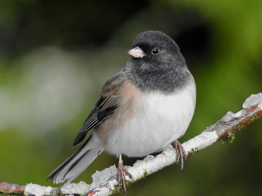 Dark-eyed junco posing Photograph by Bernardo Guzman - Fine Art America