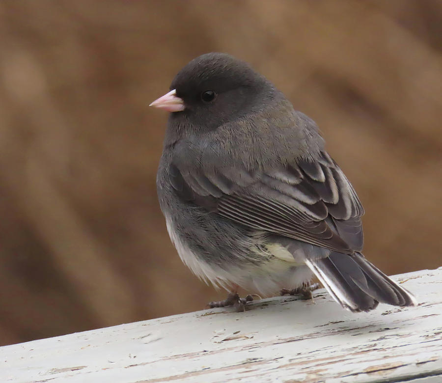 Dark-Eyed Junco Photograph by Rebecca Grzenda - Fine Art America