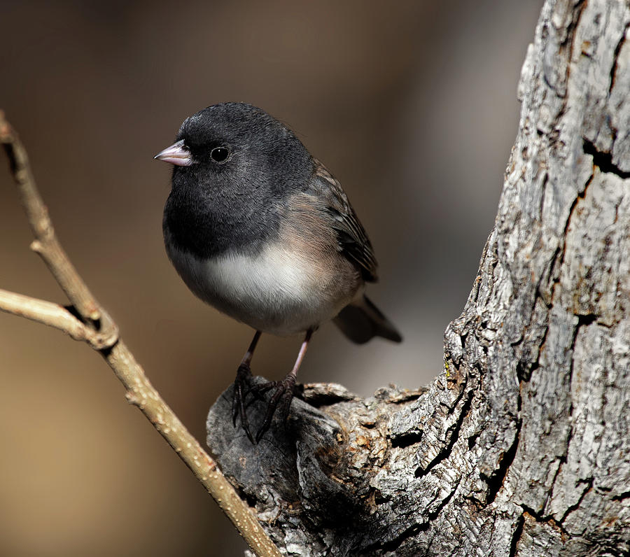 Dark-eyed junco Photograph by Selena Ross | Fine Art America