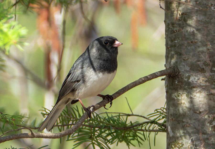 Dark Eyed Junco Song Bird in a Tree Photograph by Sandra Js