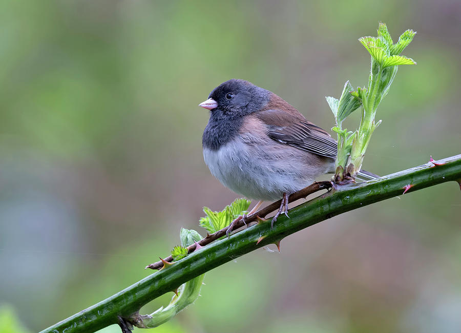 Dark-eyed Junco Photograph by Terry Dadswell