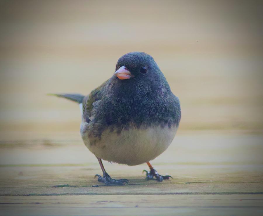 Dark Eyed Junco Photograph by Tom Zugschwert | Pixels