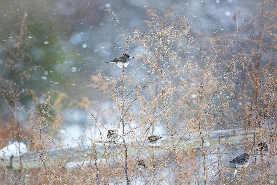 Winter Photograph - Dark-Eyed Juncos in Winter by Rachel Morrison