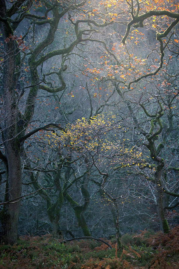 Into the Forest Dark - the end of Autumn Photograph by Anita Nicholson