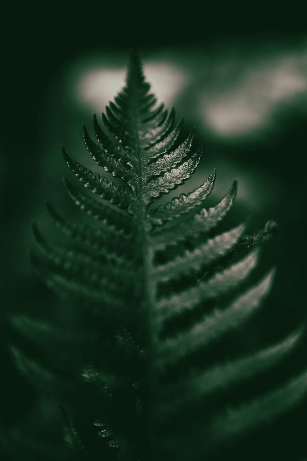Nature Photograph - Dark Fern  by Katlyn Reynolds