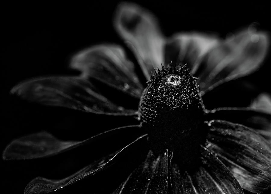 Dark Floral Photograph by Amelia Pearn