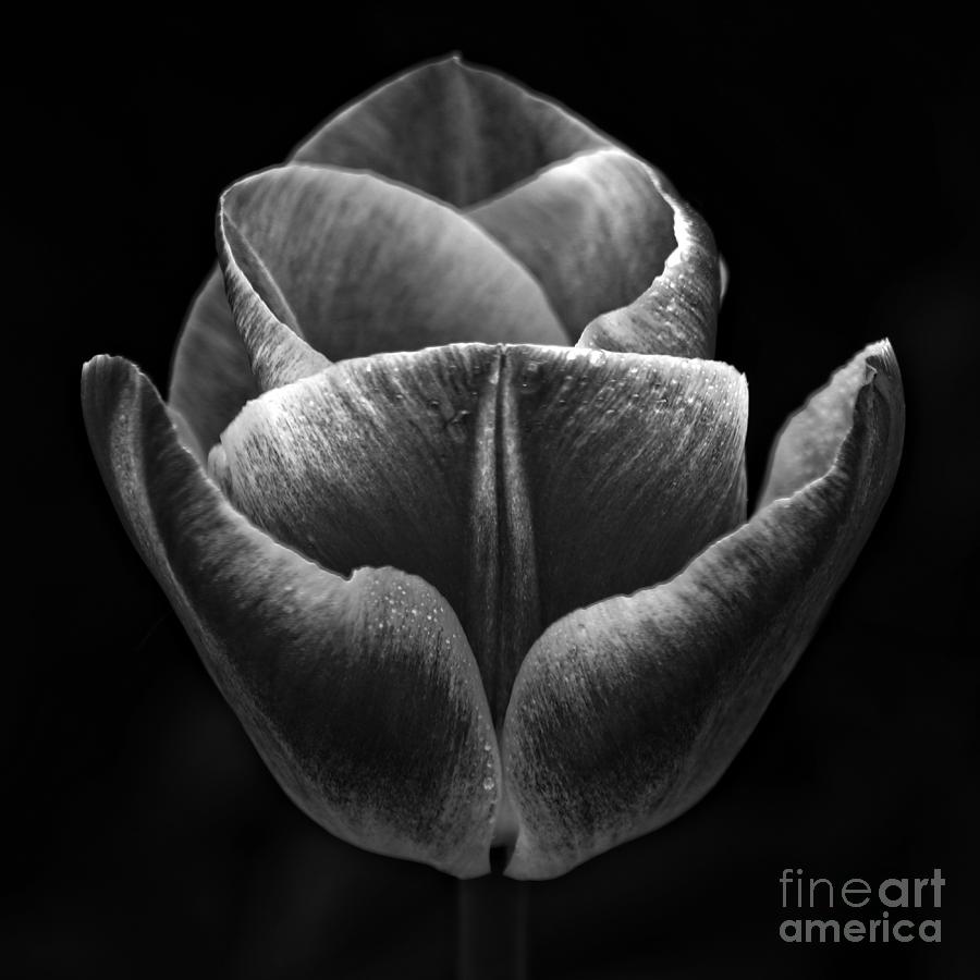 Black And White Photograph - Dark Flower by David Birchall