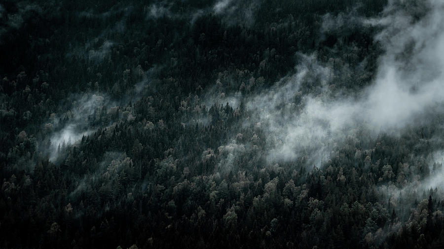 Tree Photograph - Dark Foggy Forests by Nicklas Gustafsson