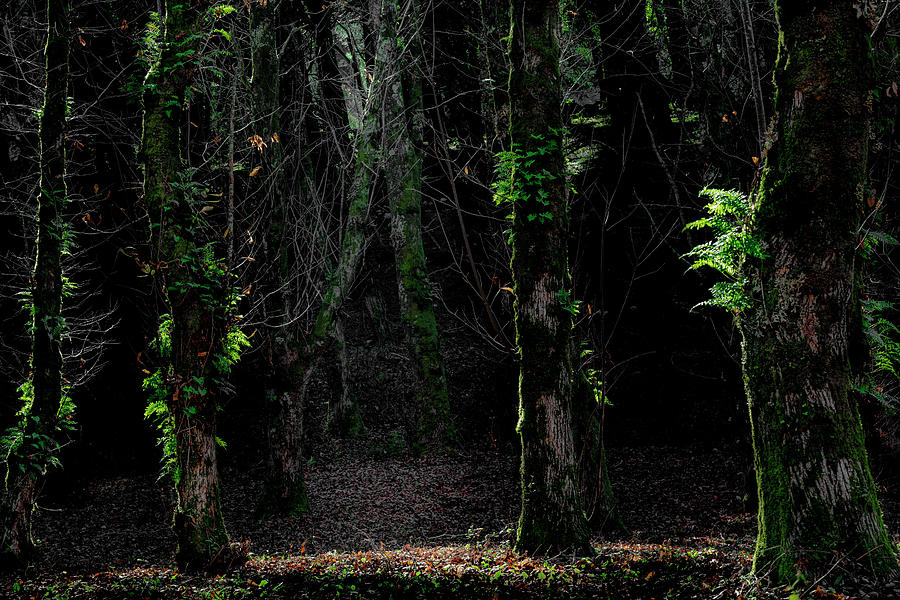 Dark Forest Photograph