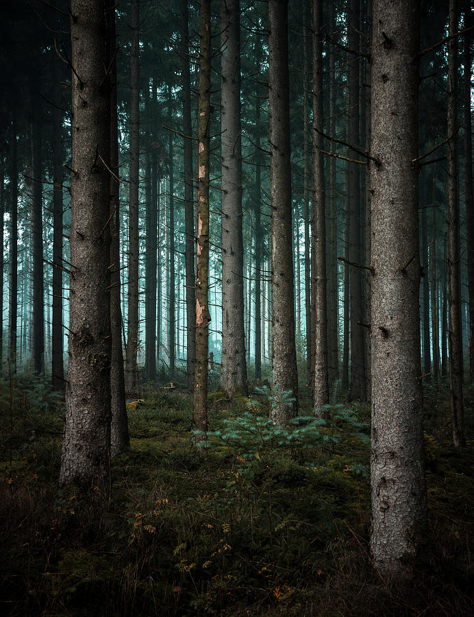 Dark forest Photograph by Frank Van Goor - Fine Art America