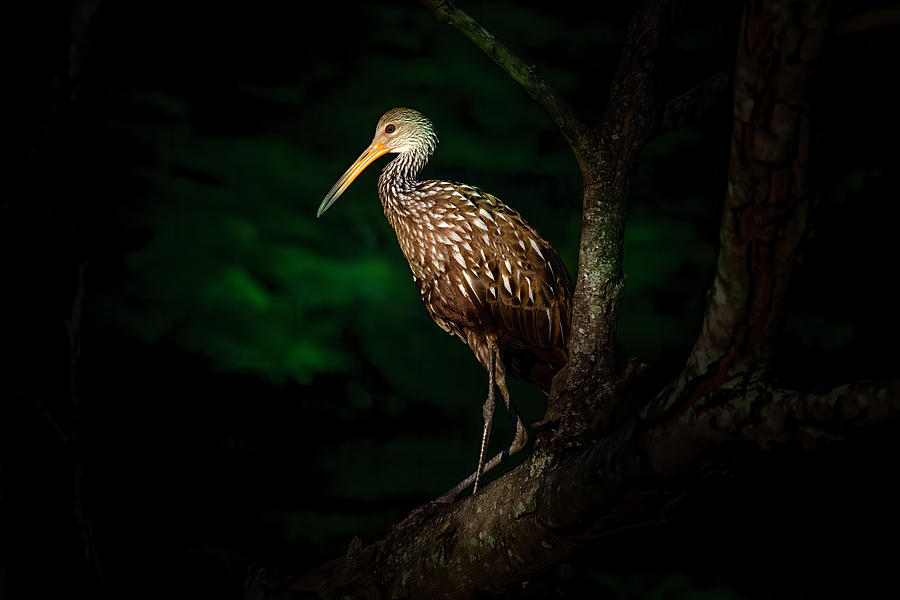 Dark Forest Limpkin Photograph by Mark Andrew Thomas