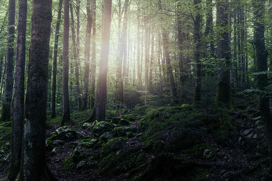 dark forest - Switzerland Photograph by Joana Kruse