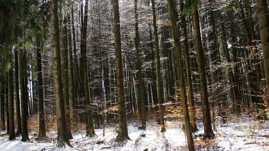 Dark Forest winter landscape Photograph by Eva-Maria Di Bella