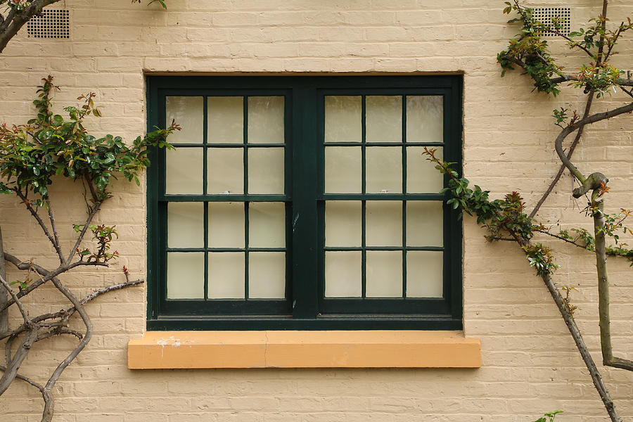 Dark framed double Window with vines growing around Photograph by Vicki Smith