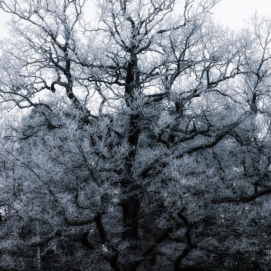 Dark Frosty Tree Photograph by Nicklas Gustafsson