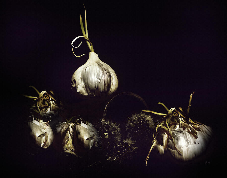 Dark Garlic Still Life  Digital Art by Shelli Fitzpatrick