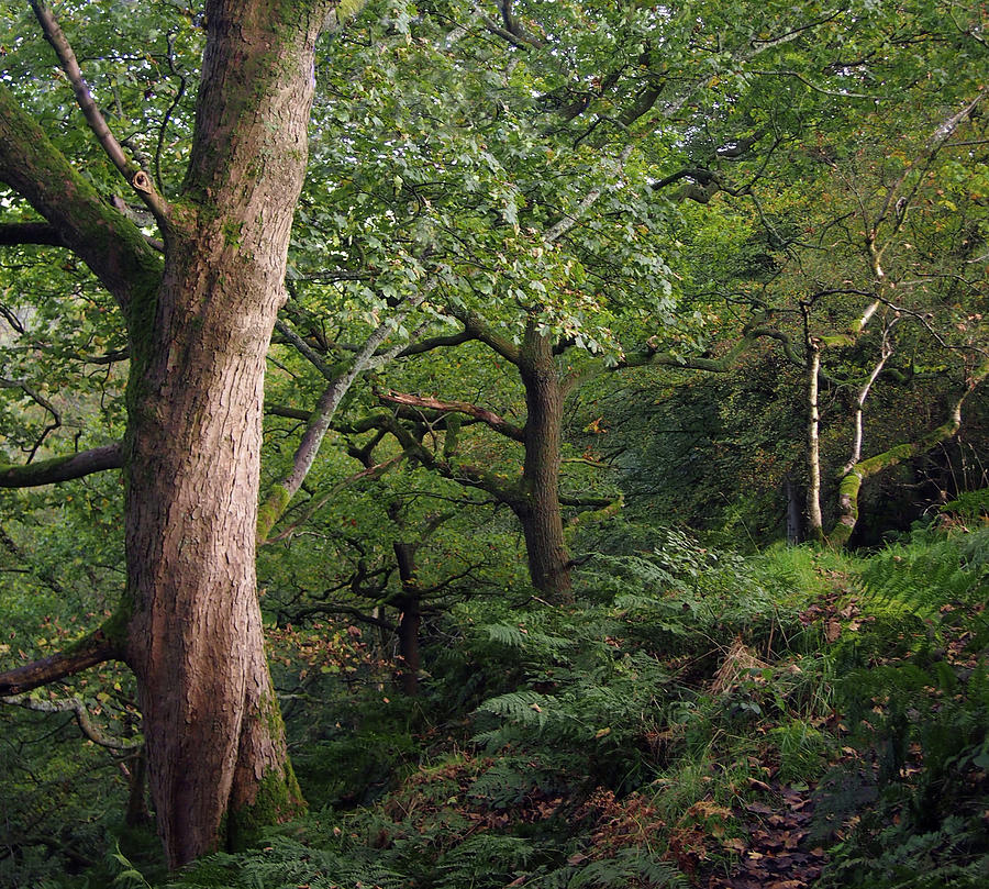 Dark Green Ancient Forest Photograph by Philip Openshaw
