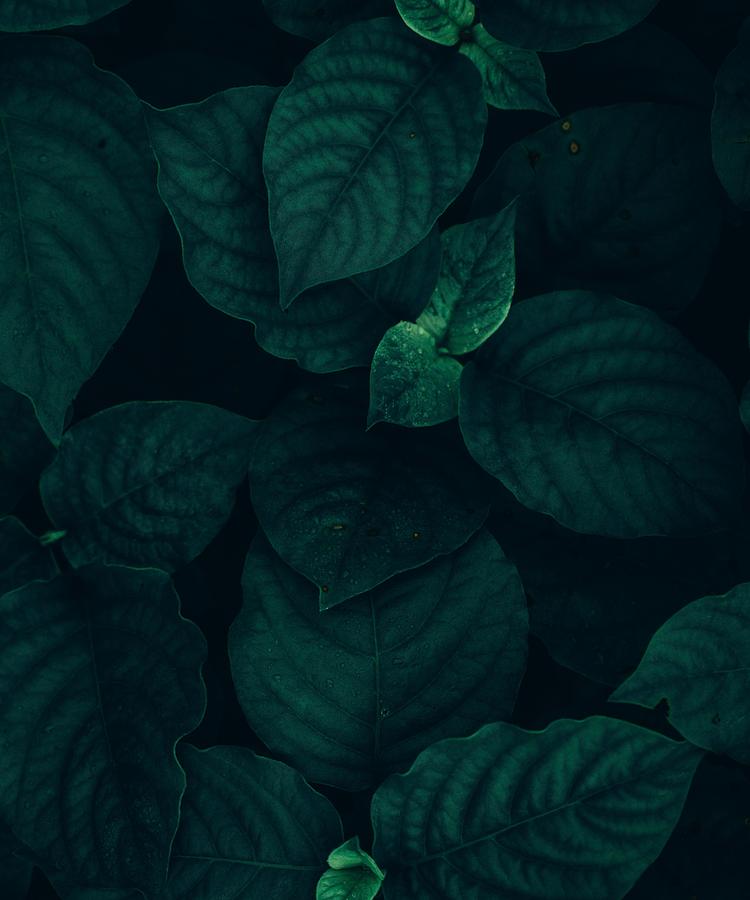 Dark Green Leaves Of Forest Photograph by Anuj Yadav - Pixels