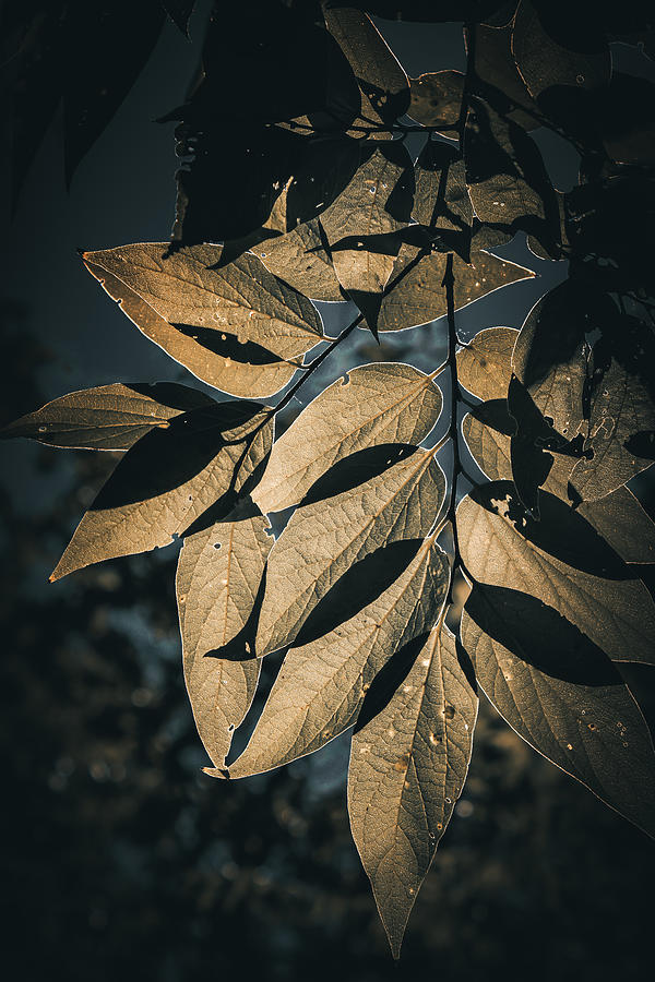 Dark Hackberry Leaves Photograph by W Craig Photography