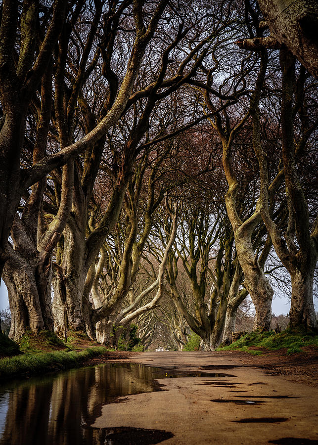 Dark Hedges #1 Photograph by Framing Places