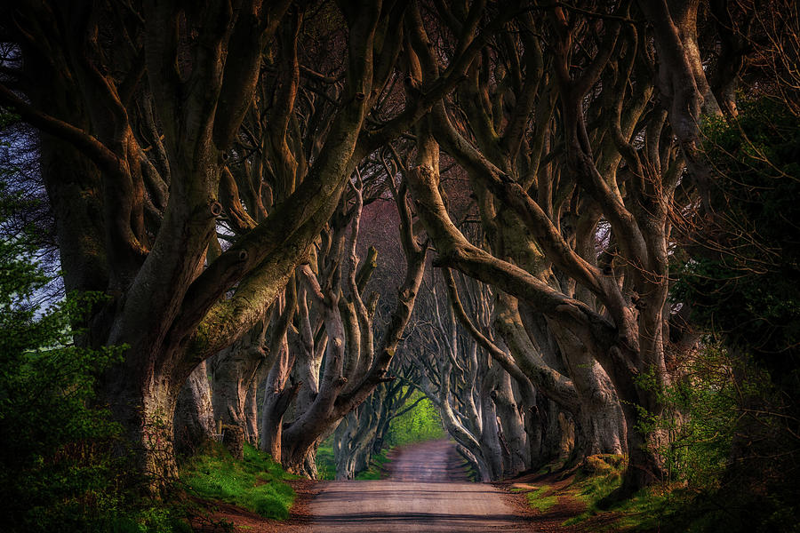 Dark Hedges #2 Photograph by Framing Places