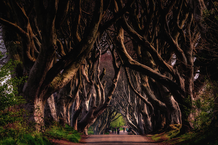 Dark Hedges #3 Photograph by Framing Places