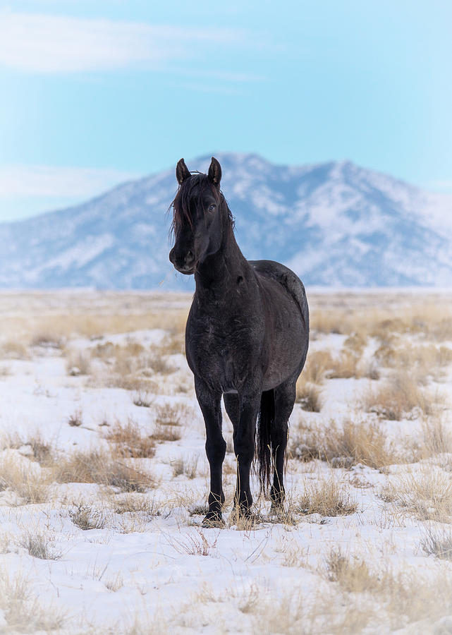 Dark Horse Blue Sky and Snow Photograph by Dirk Johnson