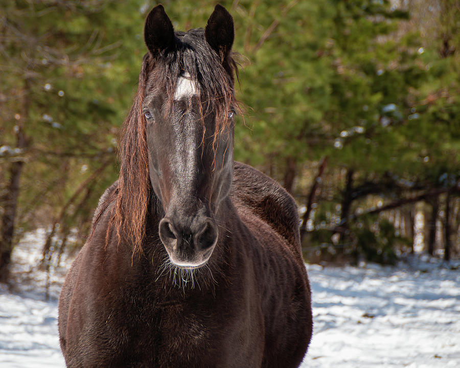 Dark Horse In The Snow Photograph by Kristia Adams
