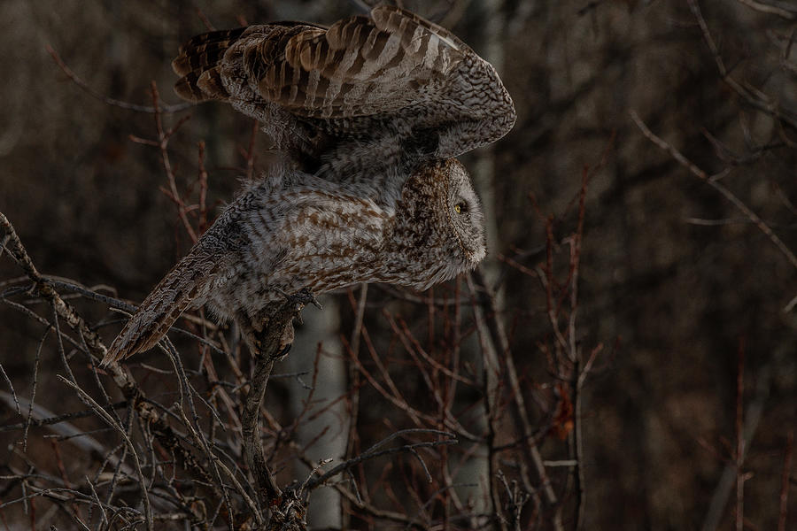 Dark Hunter Great Grey Photograph by Yeates Photography