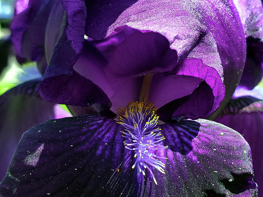 Dark Iris in Bloom Photograph by Jean Evans