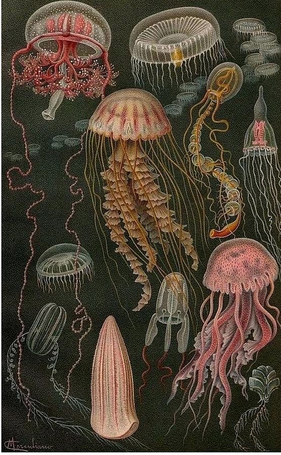 dark jellyfish poster Poster Digital Art by Kailani Smith | Pixels