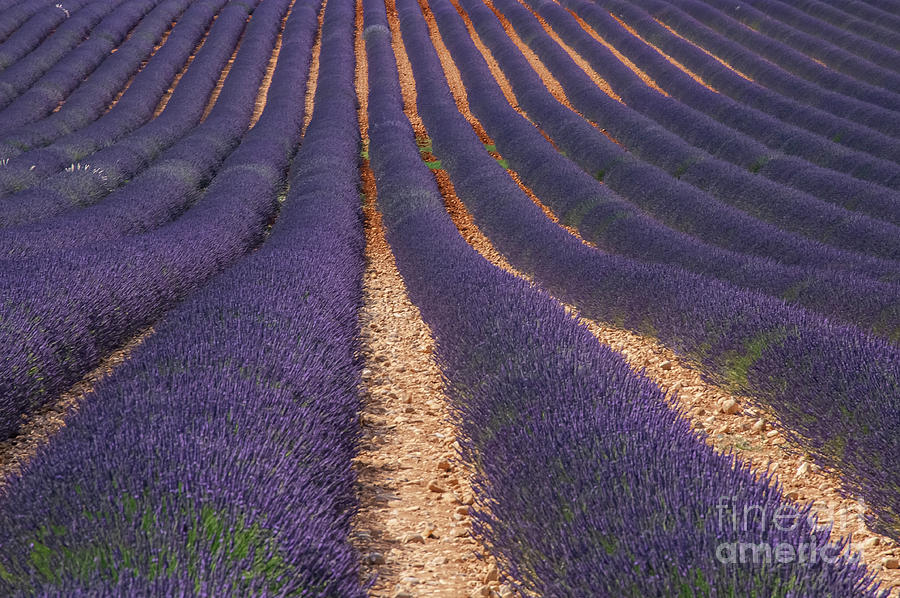 Dark Lavender Rows in Provence Photograph by Bob Phillips